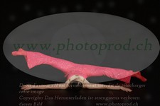 ref. photo 3174505