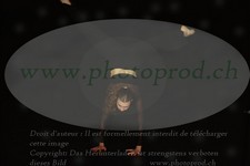 ref. photo 3175414