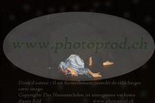 ref. photo 3176771