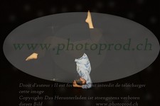 ref. photo 3176772