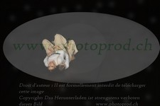 ref. photo 3177211