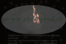 ref. photo 3177372