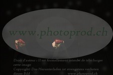 ref. photo 3177648