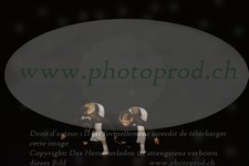 ref. photo 3177899