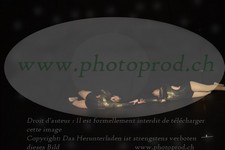 ref. photo 3178253