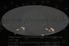 ref. photo 3178340