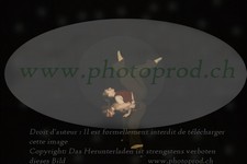 ref. photo 3178358
