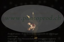 ref. photo 3178359