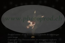 ref. photo 3178386