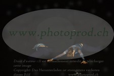 ref. photo 3178431