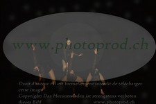 ref. photo 3178806