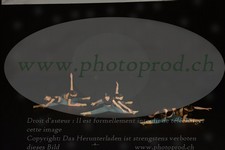 ref. photo 3179007
