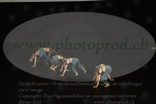 ref. photo 3179014