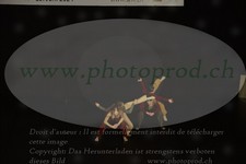 ref. photo 3179040