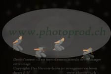 ref. photo 3179129