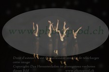 ref. photo 3179201
