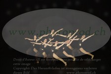 ref. photo 3179231