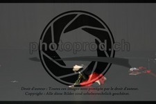 ref. photo 3643384