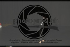 ref. photo 3643641