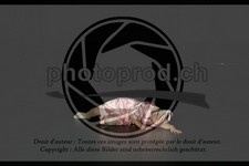 ref. photo 3643862