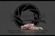 ref. photo 3643866