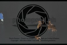 ref. photo 3645068