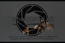 ref. photo 3645069