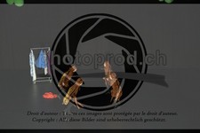 ref. photo 3645124
