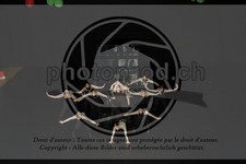 ref. photo 3645624