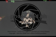 ref. photo 3645625
