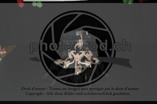 ref. photo 3645626