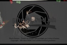 ref. photo 3645681