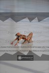 ref. photo 3521247