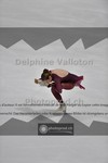 ref. photo 3934017